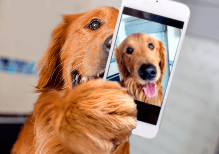 Golden retriever tenant un smartphone qui affiche sa propre photo, prête à être envoyée pour un portrait personnalisé