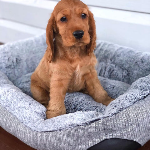Portrait d'animal personnalisé publié sur le compte Instagram de Gustave